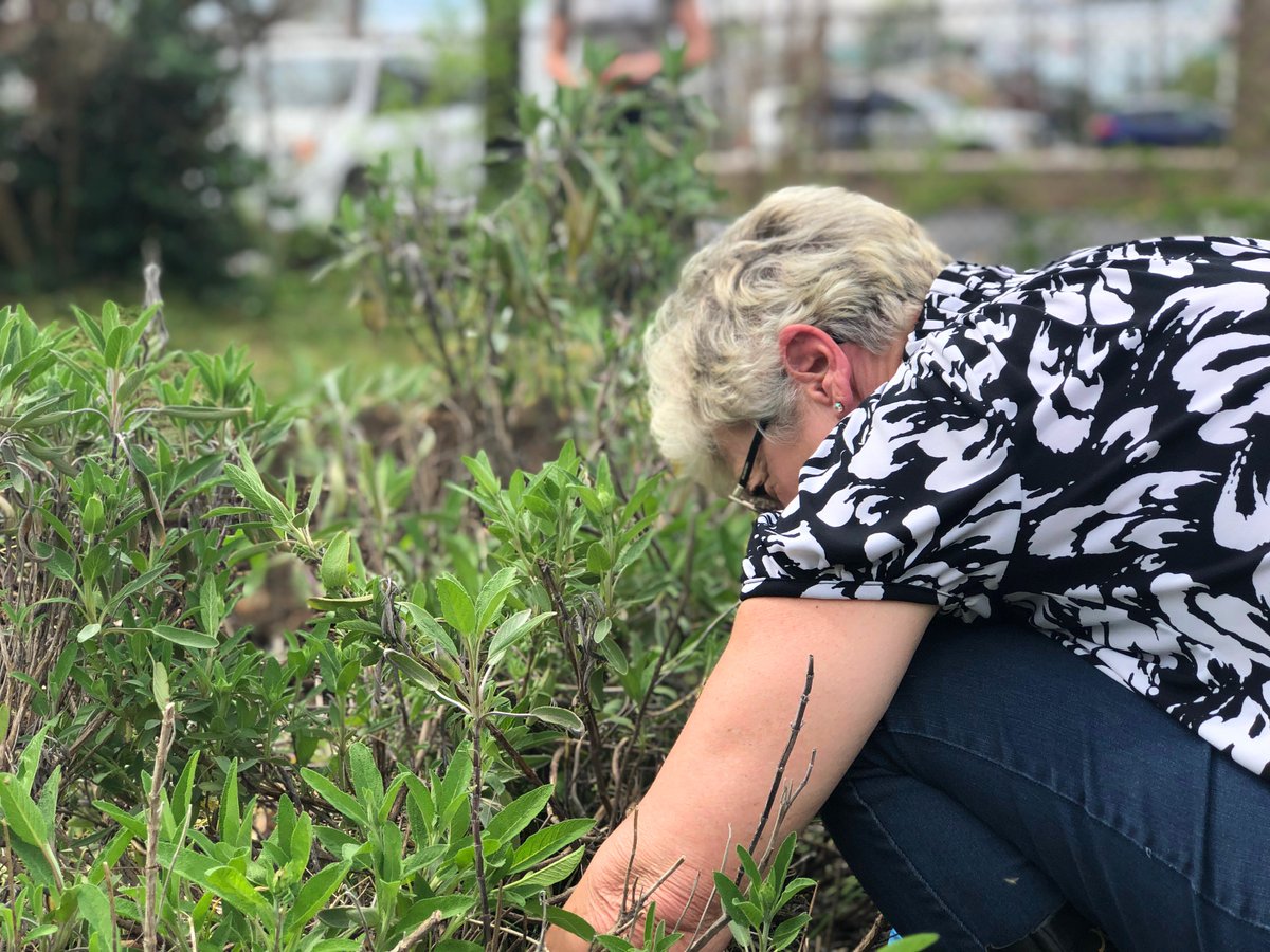 Lextran's tweet photo. We topped off #getonboard day by volunteering for #LexGiveBack week. We worked with @seedleafLex planting watermelons, tomatoes, & herbs in their U-Pick London Ferrell Garden on 3rd St. (accessible by Rt. 9 😉). Come by later & pick some fruits, veggies, & herbs planted by us! https://t.co/md1eKpNs0w