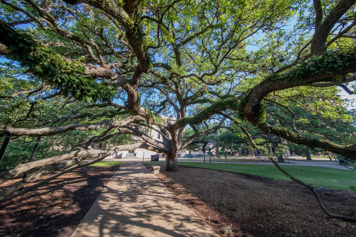 view of the century tree's drooping branches on a sunny day