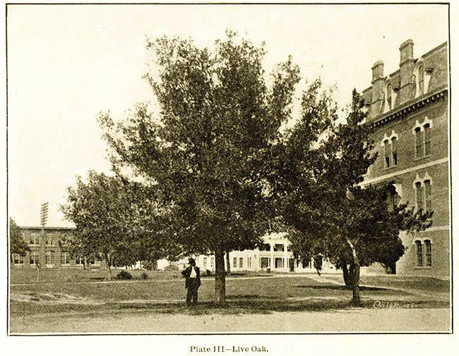 old black and white photo of the small century tree