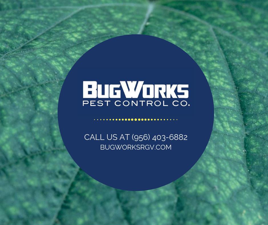BugWorksRGV's tweet image. Leave the bugs to us! Call (956) 403-6882 to schedule a pest control treatment today.

bugworksrgv.com