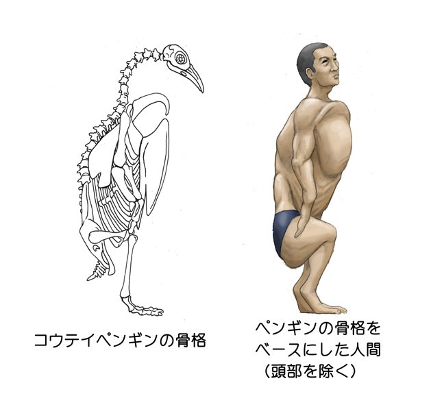 カメの骨格を人間で再現すると こうなる 衝撃的なイラストが話題にｗｗ えのげ