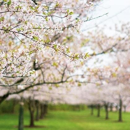 TiffanyONeill's tweet photo. Here's another shot from yesterday's field of cherry blossoms. I personally really like shallow depth of field with the bokeh in the background to give it a bit more mood. #shallowdepthoffeild #cherryblossom #clevelandmetroparks #brooksidereservation #ex… https://t.co/cv01WnrTVC https://t.co/odk0GkCBUp