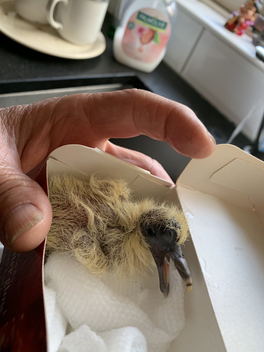 Voor de vogelkenners onder ons: Wat is dit voor vogel? Halfdood gevonden op de oprit en op dit moment probeert mijn opa hem weer op te lappen... #dtv #vogel