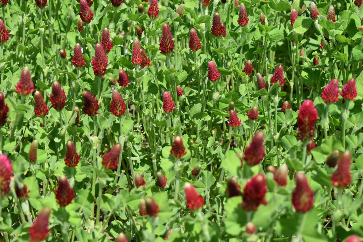 Cover crops for weed suppression. 
Not a difficult practice to add to your IWM program 
This tactic and more could be seen at integratedweedmanagement.org.  
Just one step ahead to <a href="/GetRidOfWeeds/">GROW.IWM</a> #integratedweedmanagement