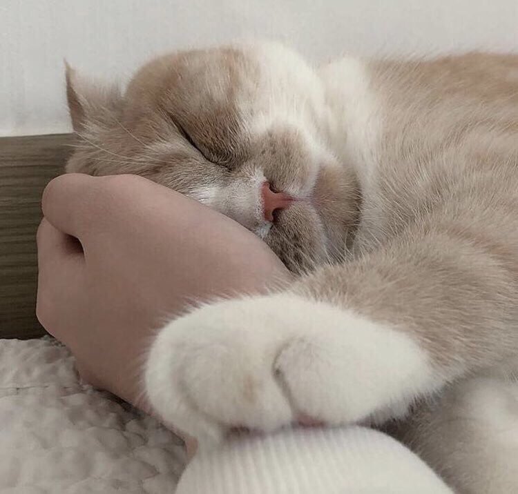imlatenightmood's tweet photo. goodnight
kitty

#itmygalleryy https://t.co/8H6RjMG0P5