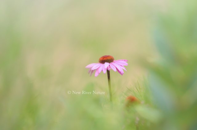 #Flowers - Pink Coneflower ~ ow.ly/ubSa30oxSGx ~ #Nature #Photography ~ ow.ly/zrL330oxSHb ~ #NewRiverNature #Nikon #NikonPhotography #WallArt #CanvasPrints #FloralArt #ArtofFlowers