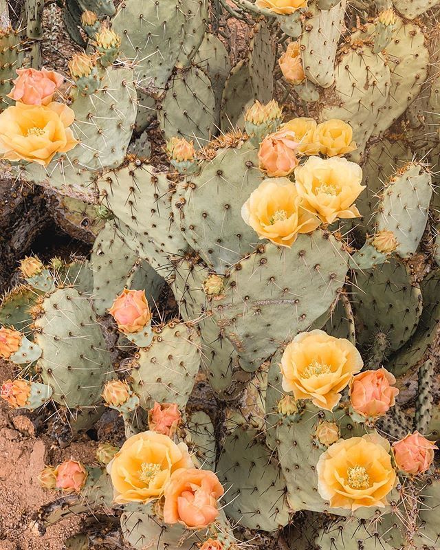 Sara Combs tweet media