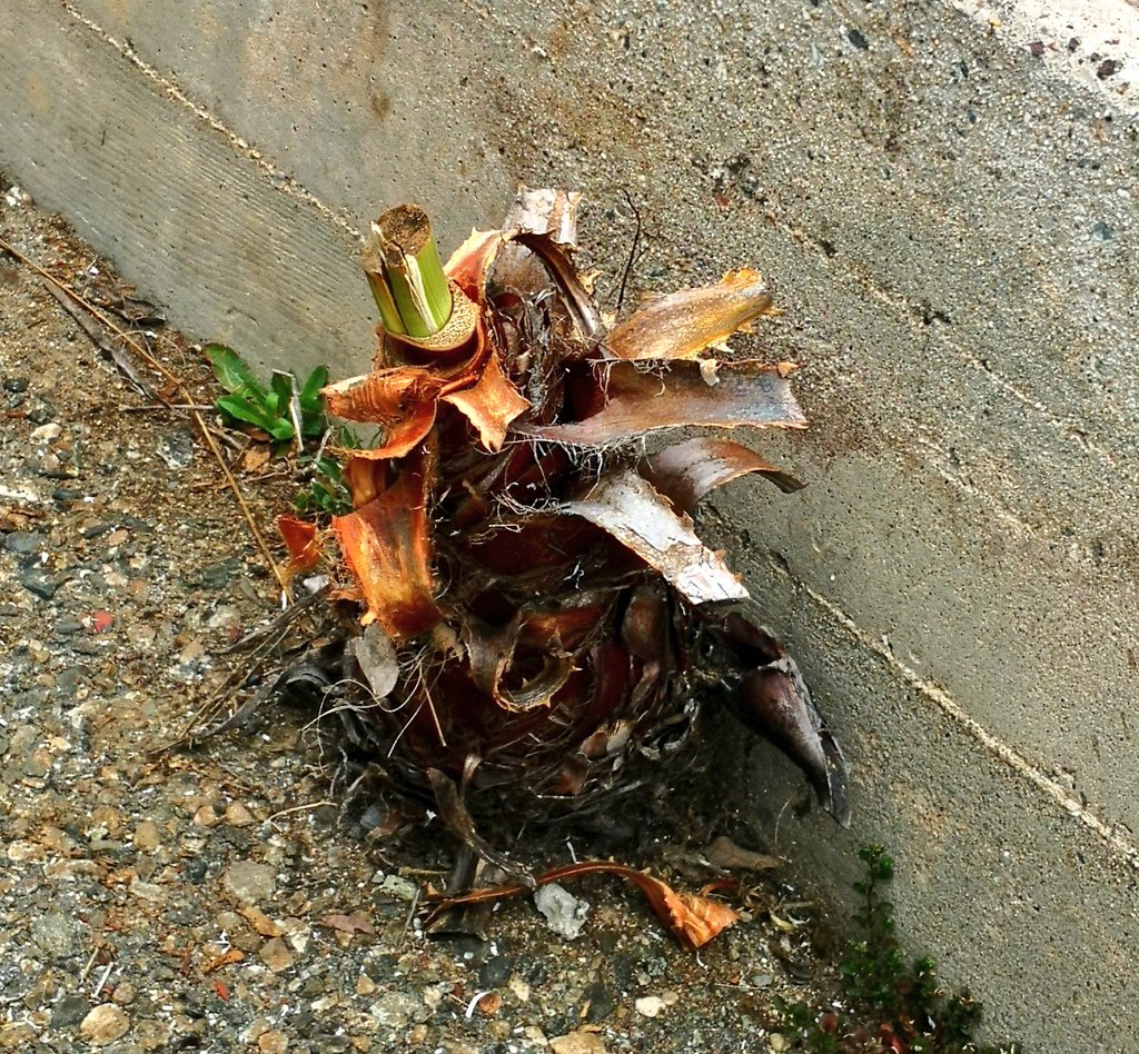 ryanfoland's tweet image. They cut my favorite palm tree (again) 😣

But just watch. Nature will find a way.

I&apos;ll keep an eye and share progress.

It always inspires me to see it grow back.

People will cut you down, but you too, can and will grow back. 

#bethetree