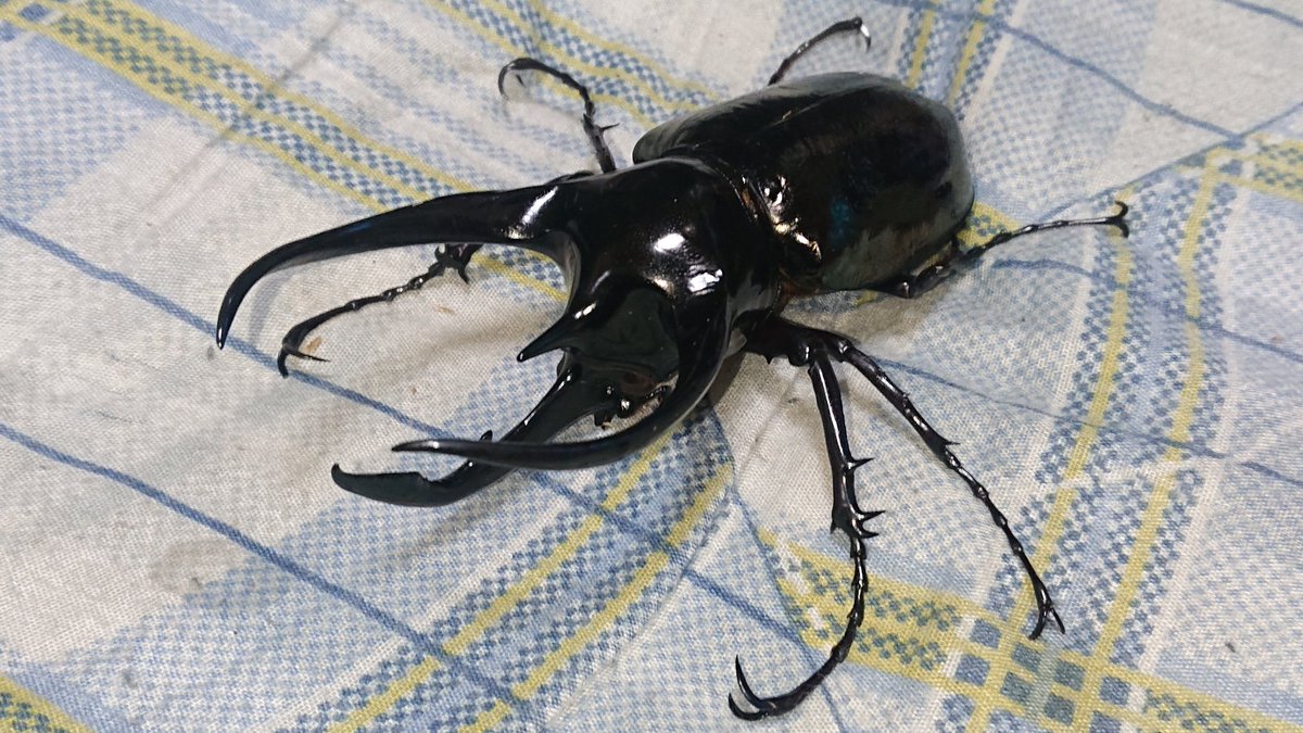 おざき パラワンオオヒラタクワガタ 産地 フィリピン パラワン島 ドルクス属最大のクワガタで スマトラヒラタと並んでクワガタ最強と名高い パワー スピード 防御 テクニック全てがこれでもかと言うくらいハイスペックで闘争心も高いことから相撲では