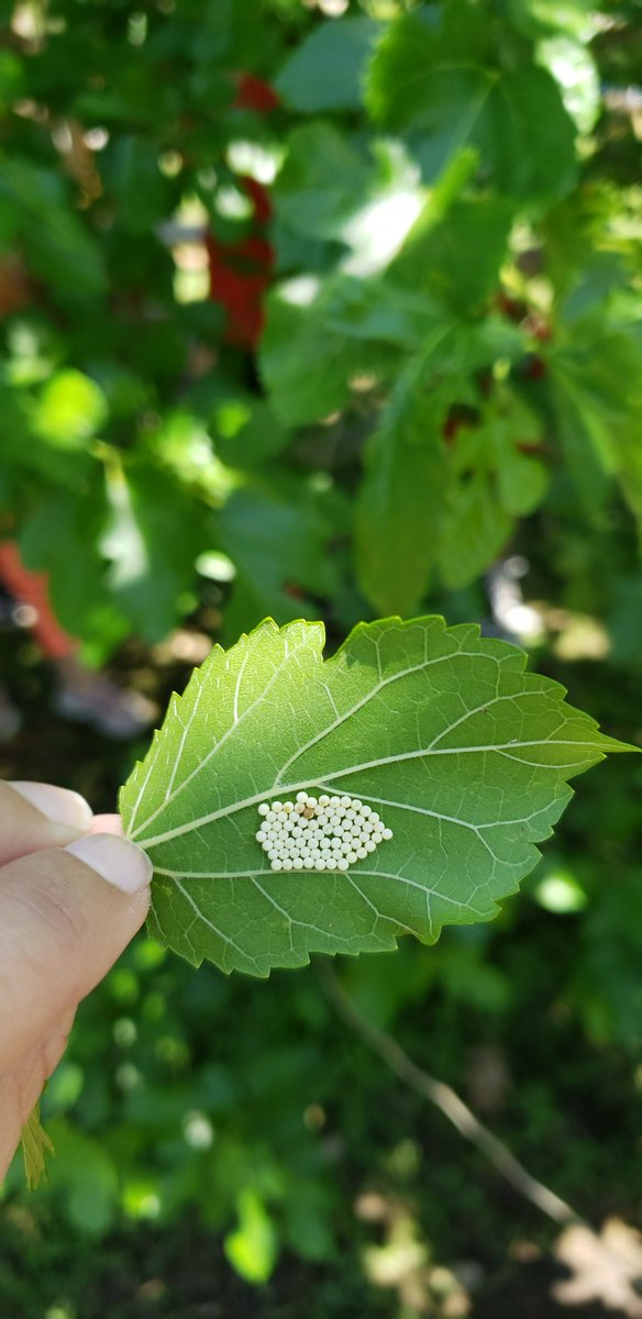 HambysHive's tweet photo. Our last 2 monarchs emerged from their chrysalis today! While we were in the garden for another butterfly release, we found some ladybug eggs to start observing! 🔄 #lifecycle #HambysHive https://t.co/h4E46VTQkG