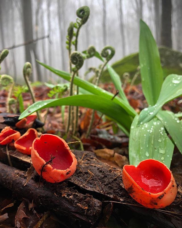 lorinelsonart's tweet image. The most adorable fungus must be the Scarlet Elf Cup. I love how they’ll situate themselves near the fresh greenery of wild ramps and ferns to make their coloring even more striking. .
.
.
#allthemushroomhashtags #scarletelfcup #mushroom #ramps #fiddlehe… bit.ly/2vqNeR6