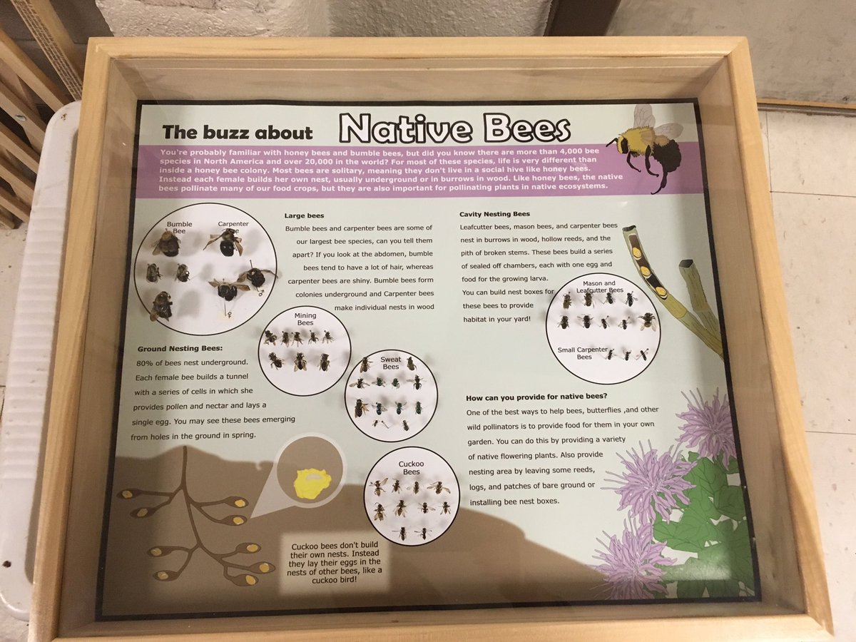 I made a new #nativebee display for #UDAgDay2019. Getting pumped for some #pollinator #scicomm! 
#UDCANR #UDWildlifeInsects