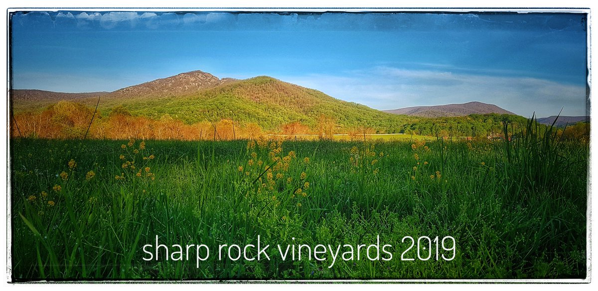 Sahrp Rocks Sharp Rock Vineyards & The Cottages at Sharp Rock (@SRVineyards ...