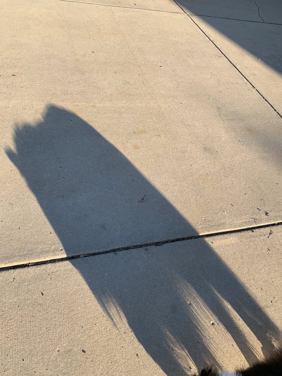 JanyreTromp's tweet photo. Now he’s a bison.
#DogGames #ShadowAnimals https://t.co/rxlV0gGm41