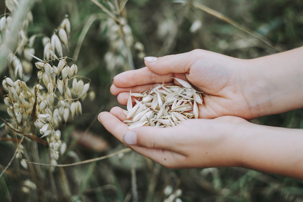 ApplyAgriJobs's tweet image. DEVELOPMENT EXTENSION OFFICER Be part of a group that drives policy, strategy and legislation development in the agriculture and fisheries industry. #agriculture #jobs #developmentextension ow.ly/pU1d30owkjP