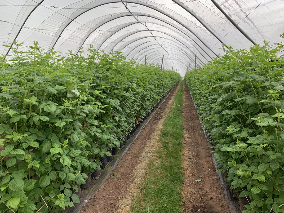 Picked our first #Harvest2019 #Strawberries today! Well done <a href="/DeardsTom/">Tom Deards</a> and the team. #Raspberries looking good and will be ready in about 4 weeks!
We wish <a href="/berrygardensltd/">Berry Gardens Ltd</a> growers a good season