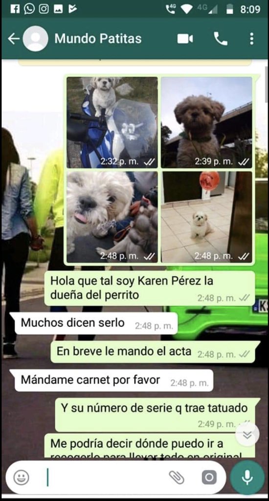 cristinaFRD's tweet photo. Sky se perdió al mismo tiempo que se perdió mi perro. Los dos ya fueron LOCALIZADOS sin embargo @MundoPatitas no quiere devolver Sky con sus dueños 🥺☹️   #DevuelvanASky ayúdenos con un rt para que Sky pueda volver a su hogar @odette_irma @davidescorcia @WILLIECARR007 https://t.co/jrxXjDxFXO