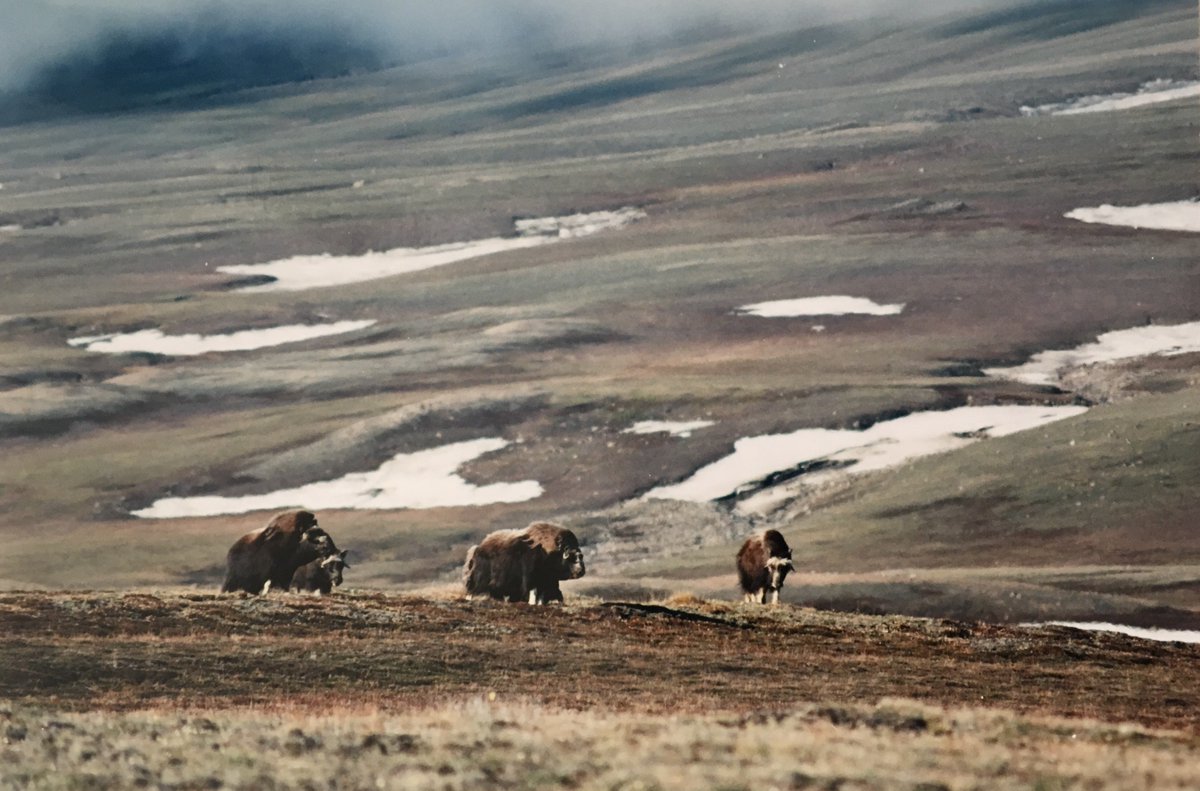 protectedplanet's tweet photo. Fiona Dank's #FavouriteProtectedArea is North-East Greenland, Greenland: "It is seriously large and extraordinarily beautiful! Rhododendrons and willows are the size of a match. Muskoxen meander, hares hop, and lemmings lounge. It’s patrolled by dog sled!" https://t.co/3E4dcphZLV https://t.co/7ymv2dEOSW