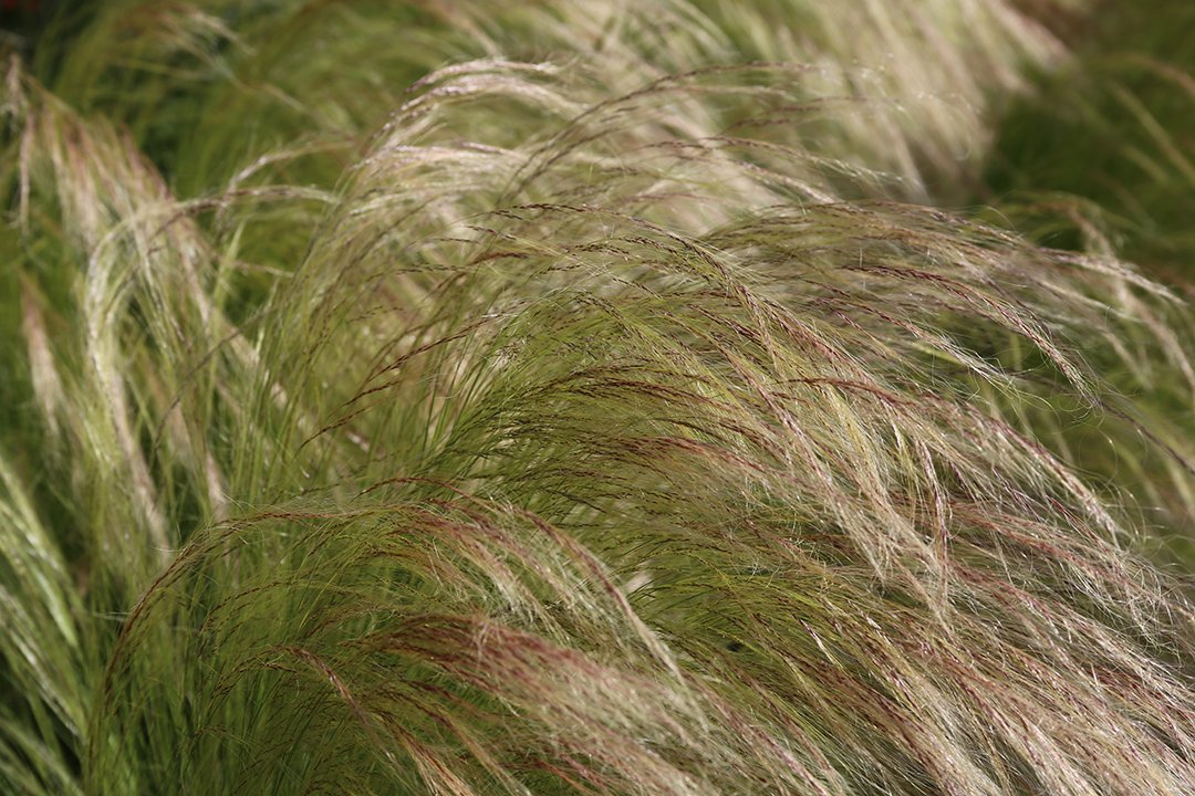 SenatorLucio's tweet photo. RT @twdb Mexican feather grass makes a beautiful addition to your landscape and it's a #txnative! Looking for plants that do well in the Rio Grande Valley? Find #waterwise plants for your garden or landscape at https://t.co/ql45srldYM #RGV #txwater https://t.co/inWNoxoHzr