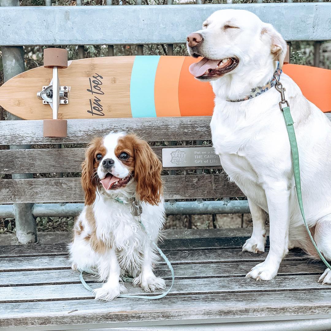 Knox_Street's tweet photo. The best part of Knox District? #knoxdogs, obviously. 😏 🐾 📷: thatpuppystella @KatyTrail https://t.co/91mBk0i7LO
