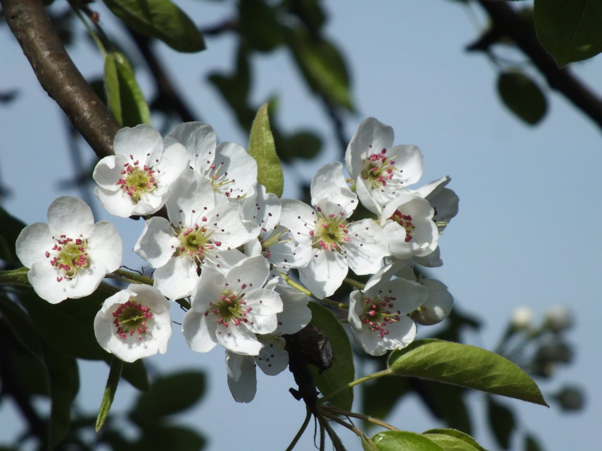 Asian pear flower 14