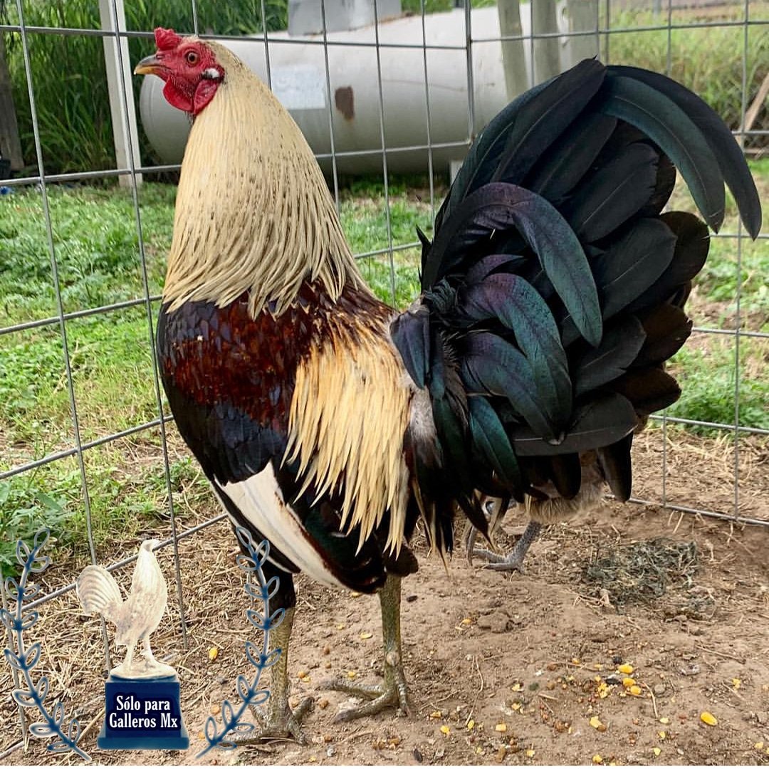 Gallos Sweater Puros