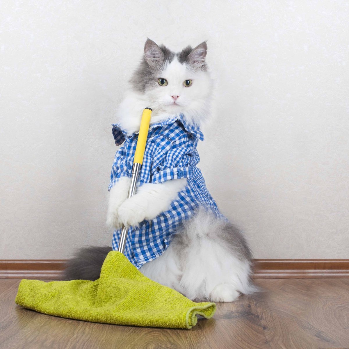 Minhyun the cat tweet media