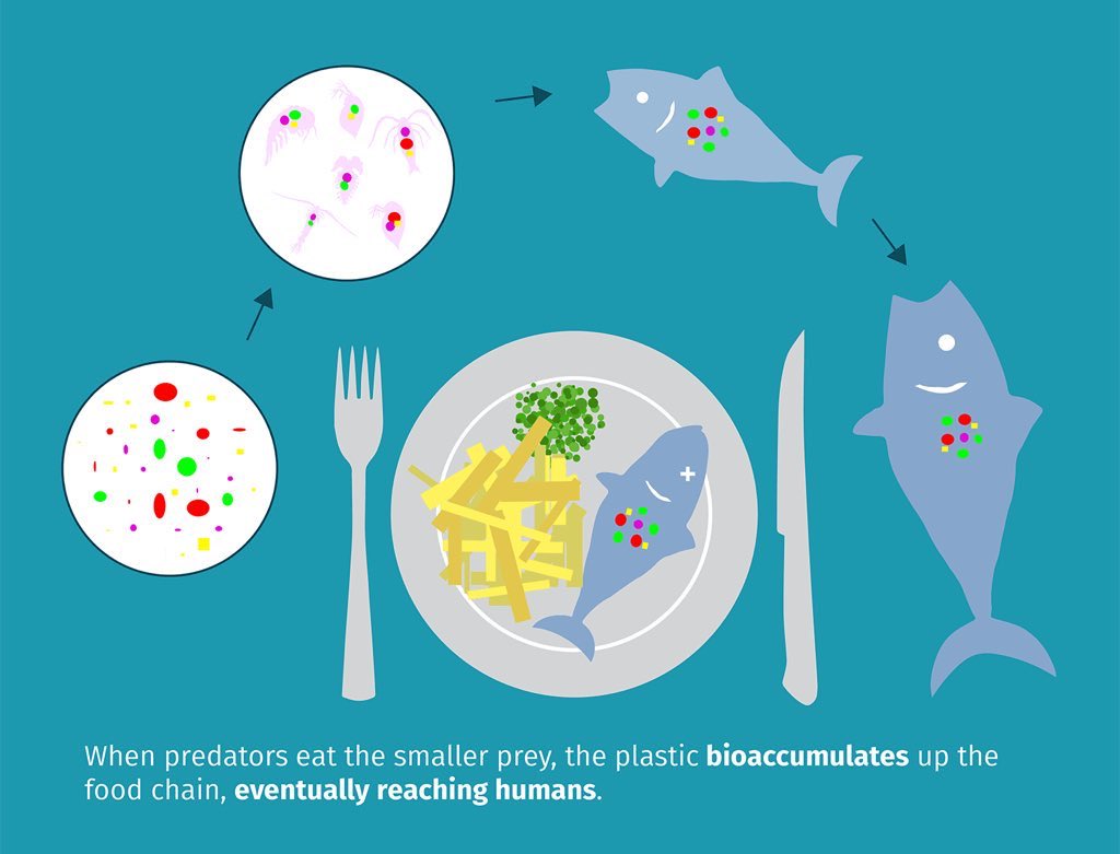 LexiSims9's tweet photo. Microplastics are very small pieces of plastic debris resulting from the breakdown of consumer products and industrial waste. A 2016 study found the average wastewater treatment plant releases 4-65 million particles per day into various ecosystems.  #Biogeo2019 https://t.co/X3pgLLjHOb
