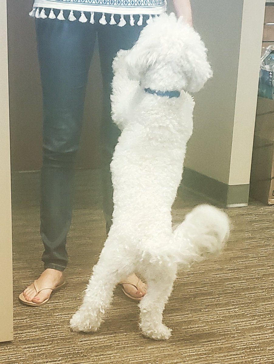 divafancypants's tweet image. Dog in the office. No work getting done. #dogatwork