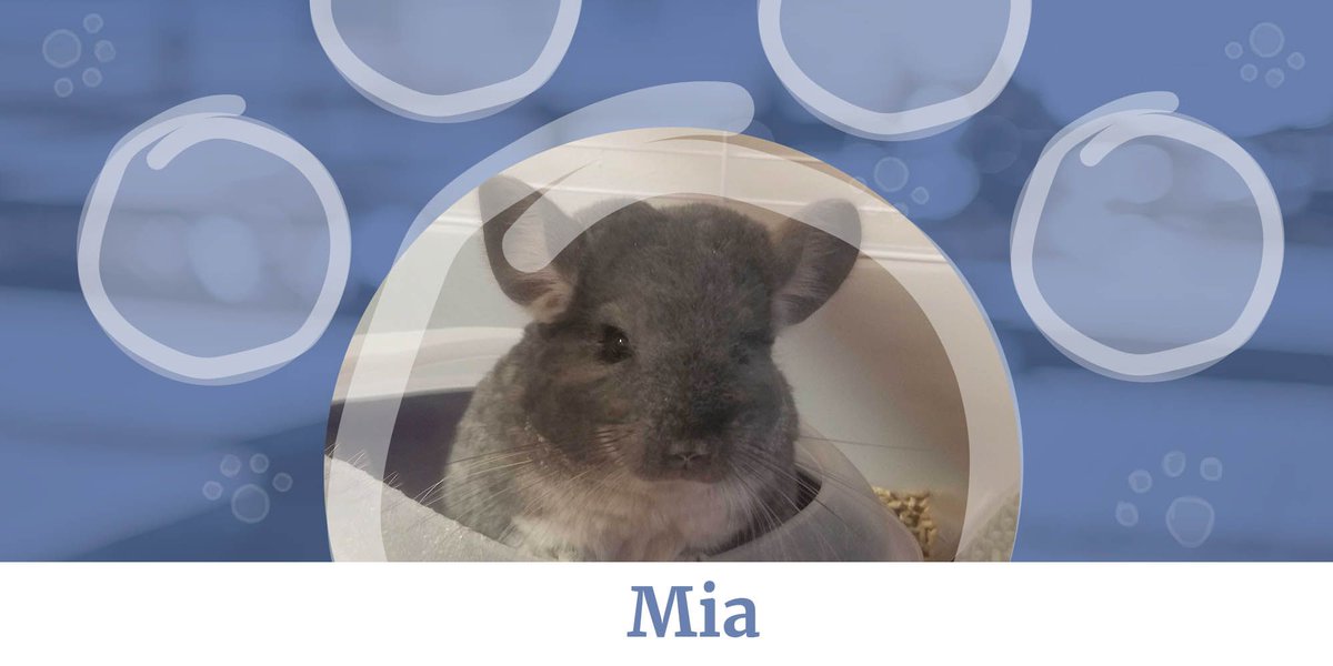 hook42inc's tweet photo. Surprise! We're mixing it up a bit today as Alona shares with us the joy of her Chinchilla, Mia. While sometimes she might get a little feisty, with Friday in the forecast - there's nothing to worry about.
#nationalpetmonth #pets #officepet #pawsandthanks #hook42 https://t.co/rM0sLaE6Mf
