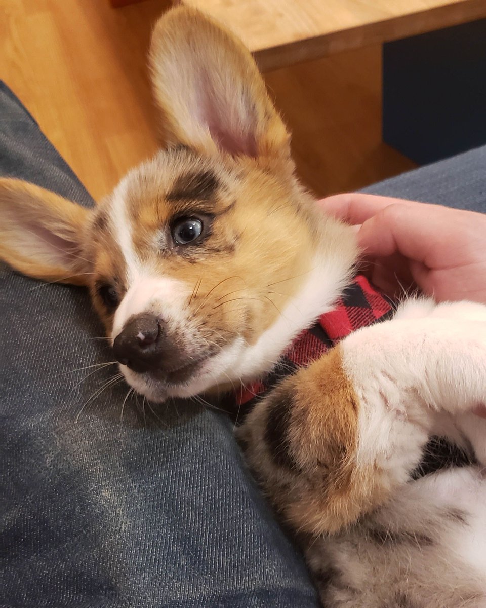wallywagss's tweet photo. I Think I'll Sleep Some More #corgiparty #corgiderps #corgiobsessed #corgibuttsdrivemenuts #corgiproblems #babycorgi #puppychow #puppi #corgie #puppybowlsubaru #corgidogs #corgi_of_instagram #puppybrother #puppylovin #corgimania #corgirules #puppyplaydate #puppypics #pupp https://t.co/7e1amIHRDr