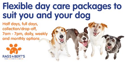 Don't leave your dog home alone. 
At Rags &amp; Bert's in Reading, your loved one is looked after by caring, qualified professionals, whilst they are having an amazing time with all their friends! 
Call 0118 207 7788 to register for our free 30-minute Play &amp; Stay assessment.