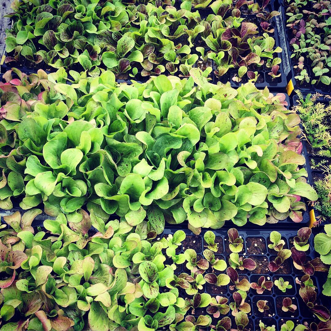 PLANTED | Chicago tweet media