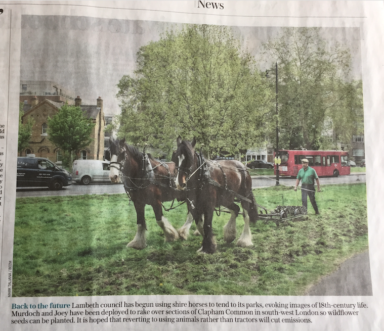 ClaphamSociety's tweet photo. Yesterday we retweeted @clphmcommonMAC wonderful video of shire horses harrowing the ground in Old Town in preparation for a wildflower meadow. Today's @Telegraph ran a picture. Did anyone else see it happening or take a photo? @theroyalparks #OperationCentaur @lambeth_council https://t.co/p3LsbXdFvM