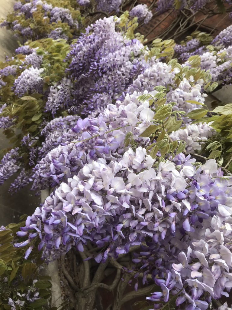 SmithyWelsh's tweet photo. Love when the Wisteria comes out at home.... #Wisteria #wisteriatree #london #londonlife #spring #flowers https://t.co/K7CjJNtN83