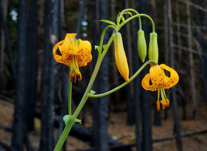 NWSeasons's tweet photo. Happy Friday!  Nearing the end of Native Plant Appreciation Week. #getoutandexplore #pnwviews #NativePlants #NorthwestNative #getoutside https://t.co/K42vMOb491
