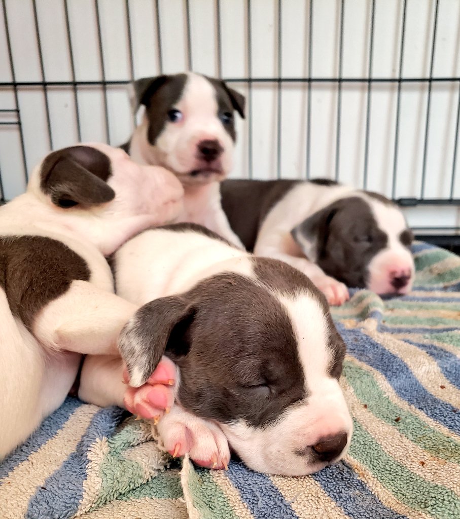 DameSparkula's tweet photo. Visiting Mama and her 6 fat babies ❤ #pleaseadoptus #pitbullpuppies https://t.co/Ic3og3QbCK