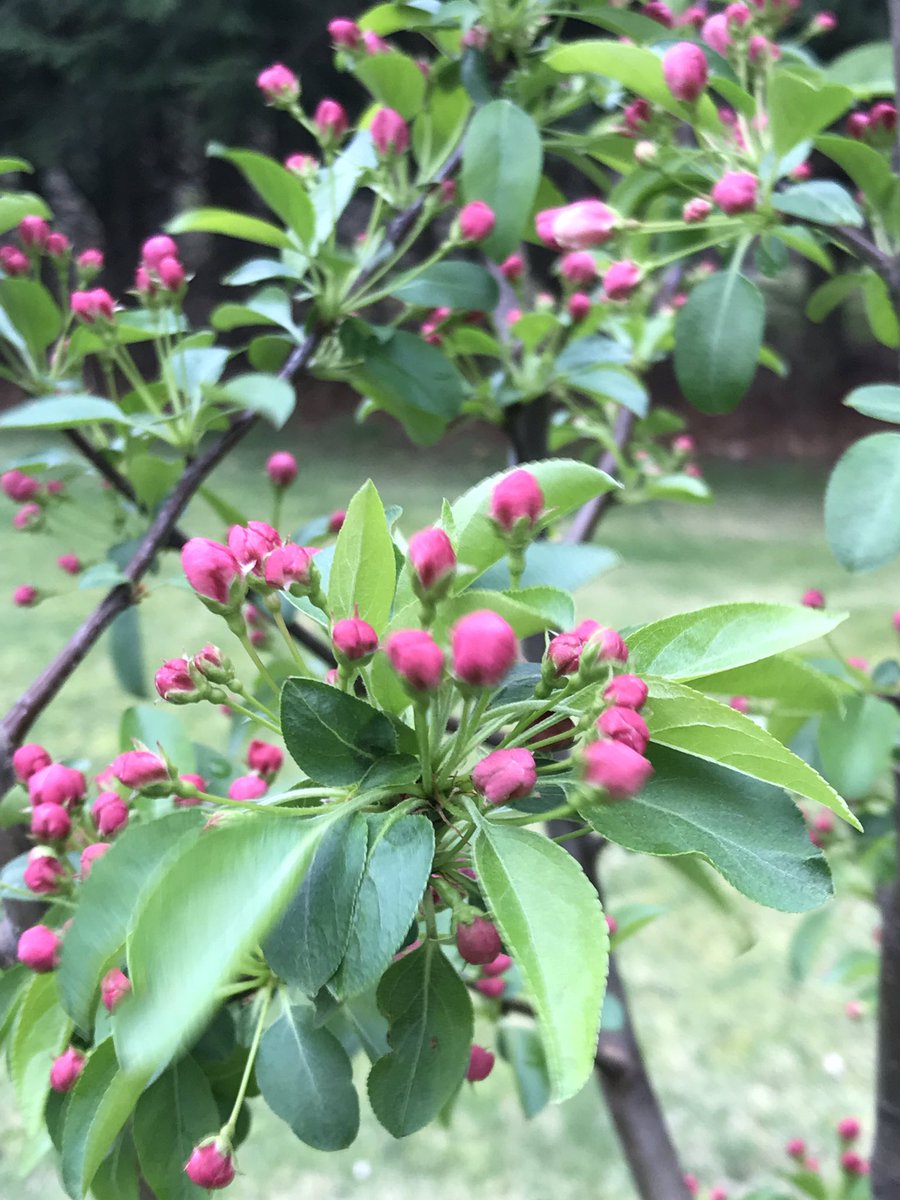 BirdAndGarden's tweet photo. Holy cow! My Donald Wyman #crapapple today. #birders #gardeners #birdwatching . Can’t believe I got 4 mile walk in . A break in the rain https://t.co/XjyAdgYk1e