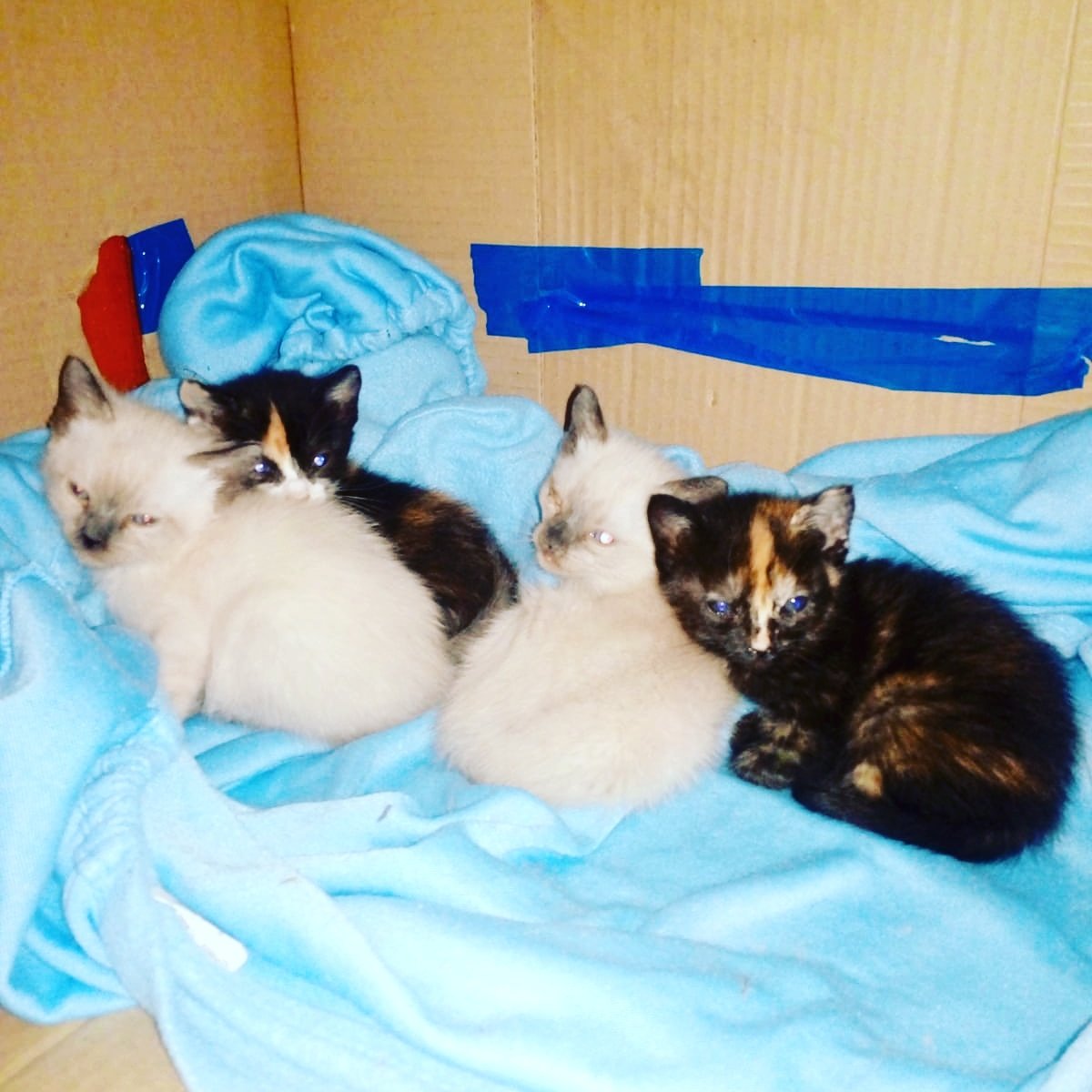 AspaGaleca's tweet photo. Urgen acogidas para 4 bebes gatunos!! Ya comen solos.

📩 Aspagaleca@gmail.com
☎️ 608 18 01 28 ( Solo WhatsApp)

@OtraCR https://t.co/miYN53DRS6