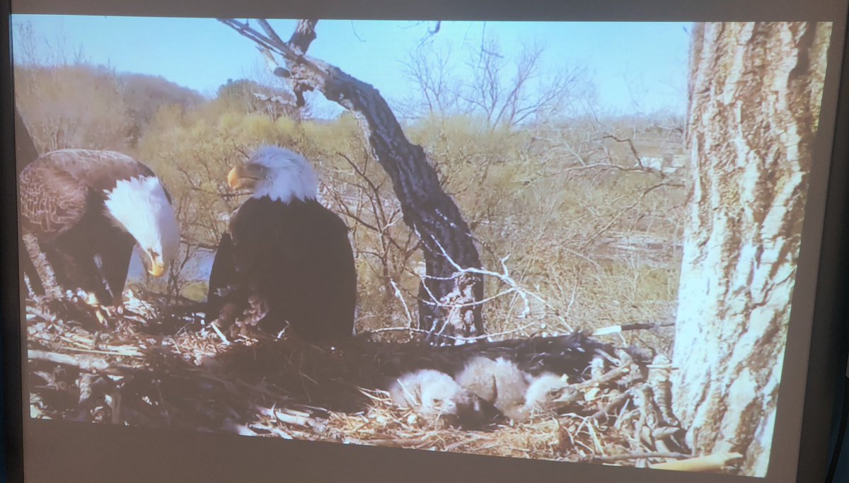 Sandy Ragan (@mrssragan) on Twitter photo Ss are enjoying watching a bald eagle’s nest via a live camera. <a href="/stewardstarsttu/">Steward School</a> #TTUchat Ss are enjoying watching a bald eagle’s nest via a live camera. <a href="/stewardstarsttu/">Steward School</a> #TTUchat