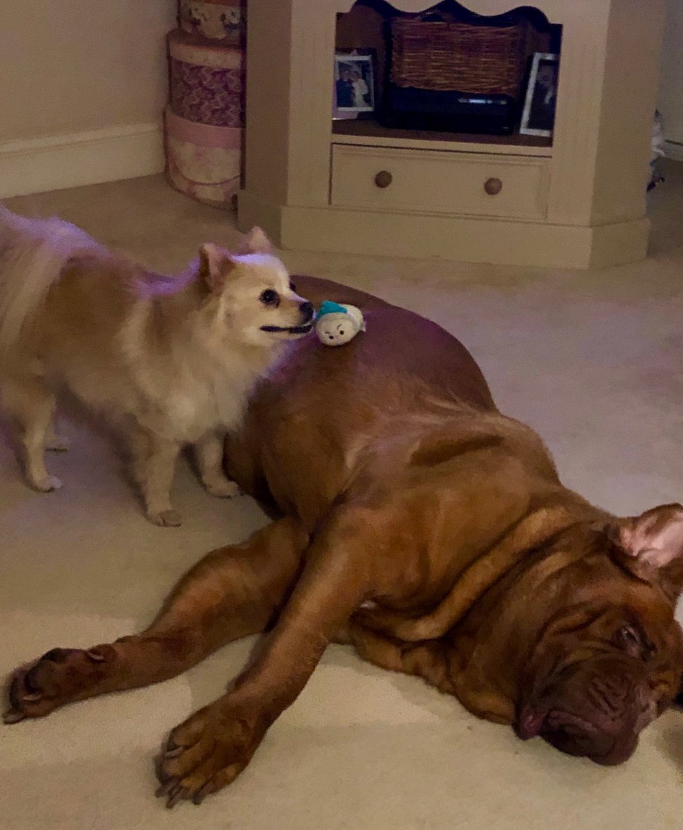 Doris Dogue tweet media