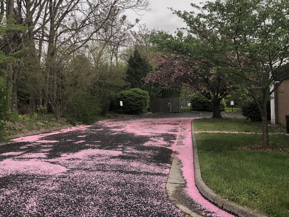 SCGhealth's tweet photo. When you spend two days cleaning your parking lot but nature has other plans. At least the petals are pretty... https://t.co/cZUdCfQn67