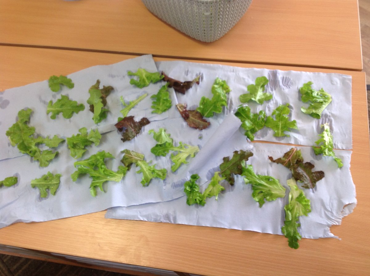 LadybirdIOE's tweet photo. Great start to the Summer Term. We have been sharing news and eating lettuce grown by ourselves. https://t.co/JnNXSqmcP3