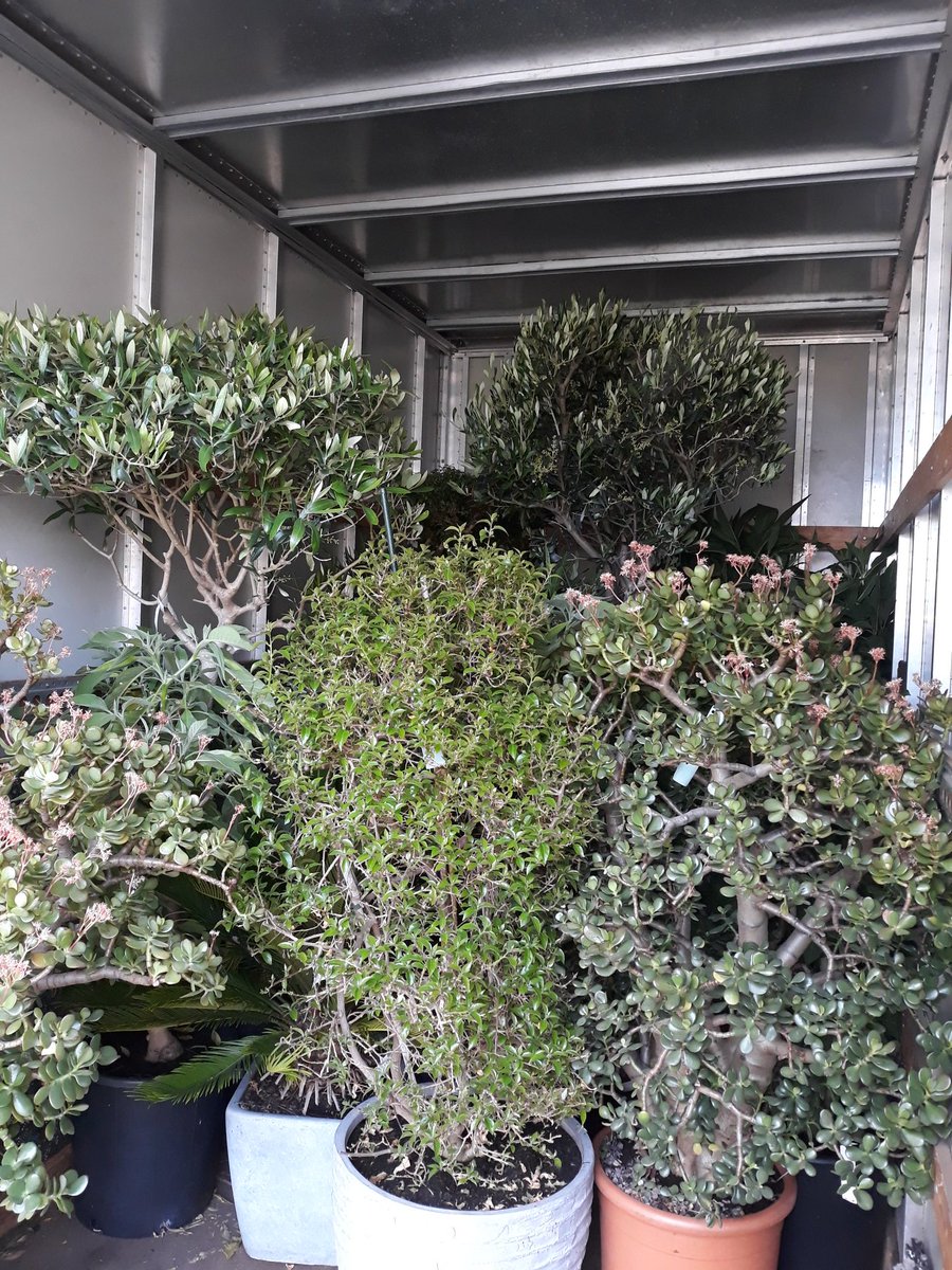 terraswarmte's tweet image. De overwinter planten gaan deze tijd weer naar hun eigenaren terug.
Vandaag ging een groot transport naar Leiden, Voorschoten en Alphen aan den Rijn 😄
#plantenhotel #winterstalling #oranjerieplanten