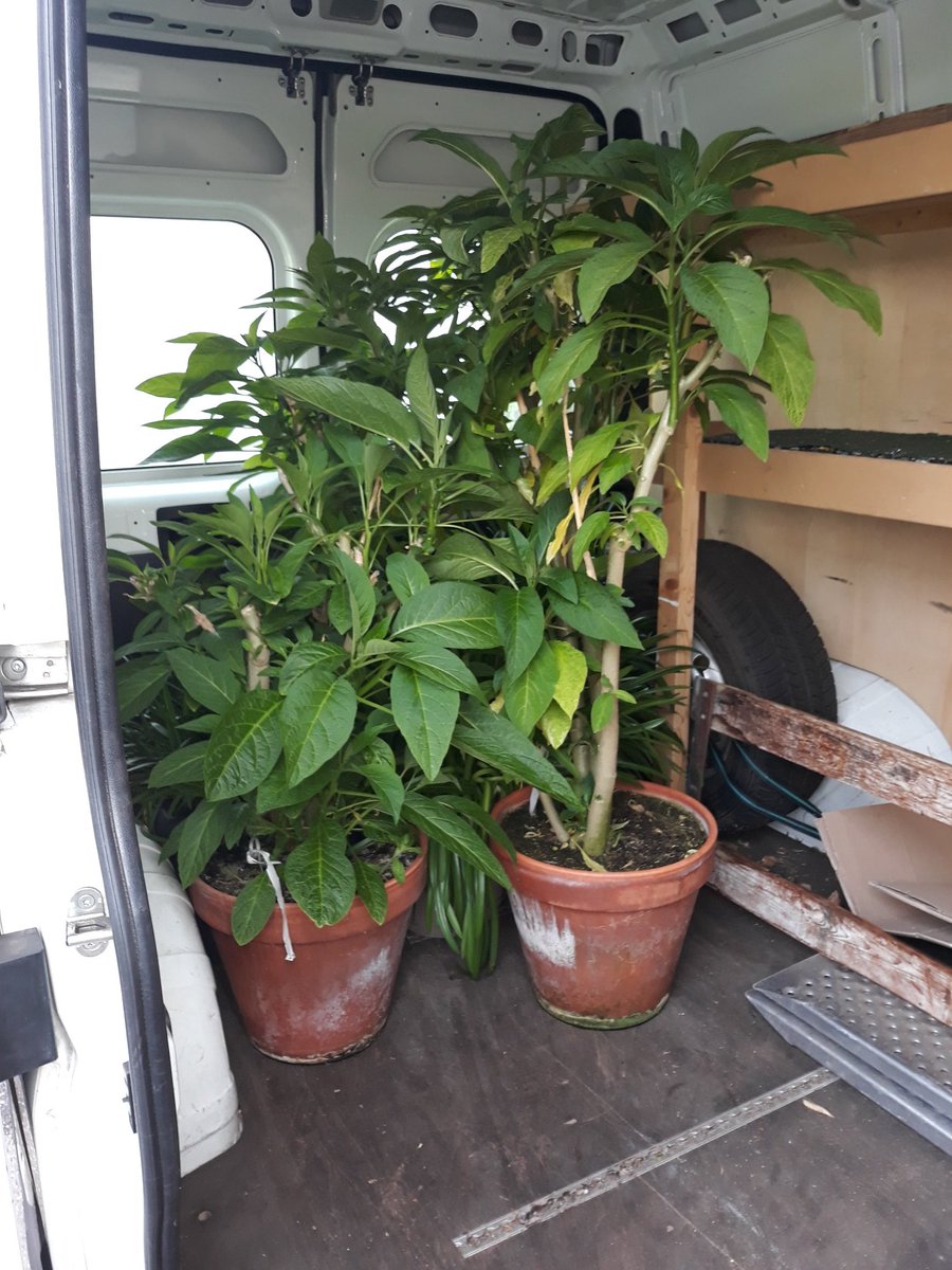 terraswarmte's tweet image. De overwinter planten gaan deze tijd weer naar hun eigenaren terug.
Vandaag ging een groot transport naar Leiden, Voorschoten en Alphen aan den Rijn 😄
#plantenhotel #winterstalling #oranjerieplanten