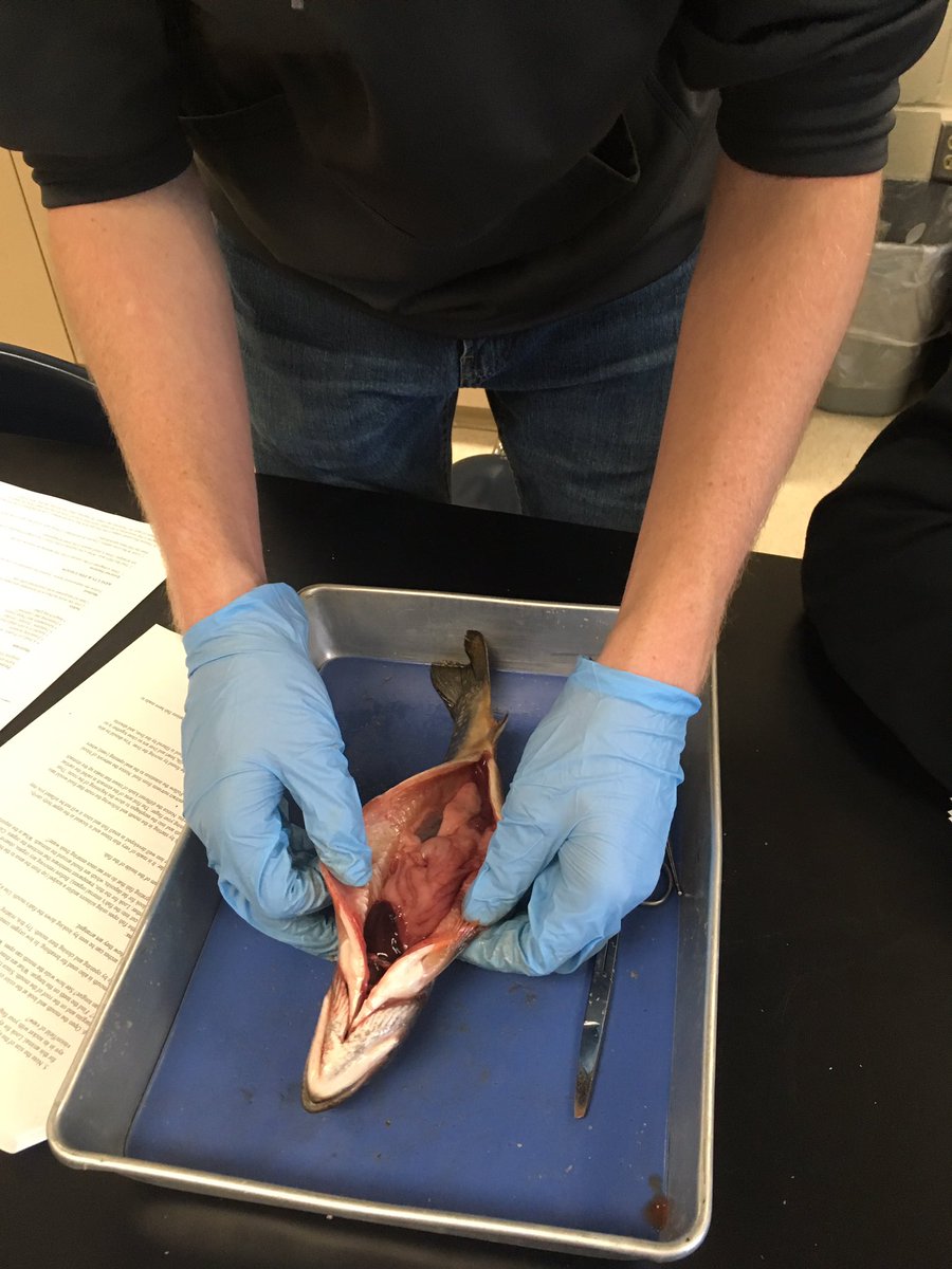 deucehorse1's tweet photo. @EtownAreaHS @EtownFFA Aquatic Resources students dissected fish today as they learned about fish external and internal anatomy. #HandsOn #CareerSkills #Inquiry #EveryStudentEngaged https://t.co/oaNrx27ZZQ