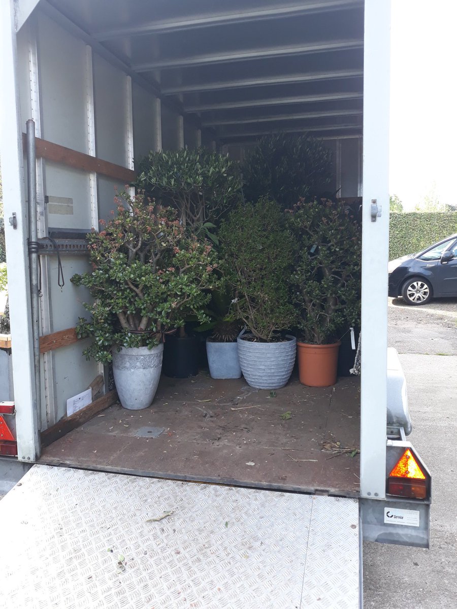 terraswarmte's tweet image. De overwinter planten gaan deze tijd weer naar hun eigenaren terug.
Vandaag ging een groot transport naar Leiden, Voorschoten en Alphen aan den Rijn 😄
#plantenhotel #winterstalling #oranjerieplanten