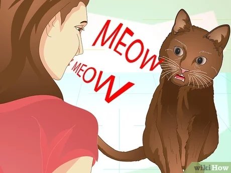 WikiHowArt's tweet photo. How to Teach Your Cat to Do Tricks
https://t.co/QvJonRynWh https://t.co/PDVk258OiK