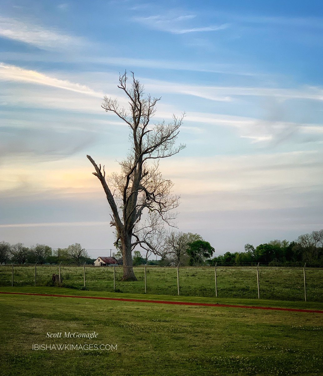 Ibishawkimages's tweet photo. I could not help but capture the moment. I spotted this at sunset in Boling TX. 
Sometimes the best colors of the sky at sunset are behind you
Enjoy your weekend ❤️
#oldtree #iphonephotography #bolingtx #travelblog #travelblogger @TexasTourism @TexasHighways #texas #farmlife https://t.co/tszc794Xeb