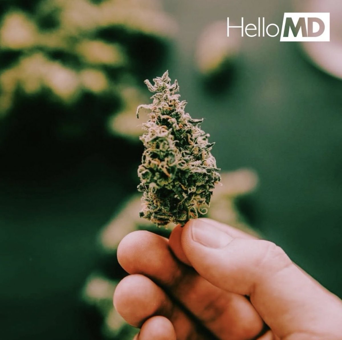 holistichound_'s tweet photo. Mark your calendars for @HelloMD_com on May 2nd @ 1pm PST to see us featured on the #HelloMDLiveStream! We’ll be talking about ways to help ease your pets’ anxiety, pain, &amp; more through natural treatments. And of course, we couldn’t forget to bring PUPPIES, all up for adoption 😍 https://t.co/MKXQ7MQYqi